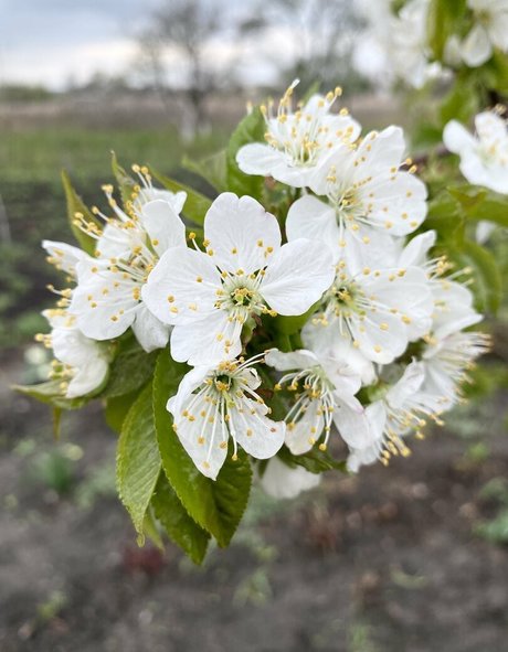 tobinedamfree erotic star picture