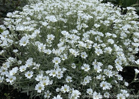 tobinedamfree exclusive actress images