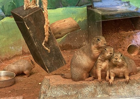 omankovivi star free images