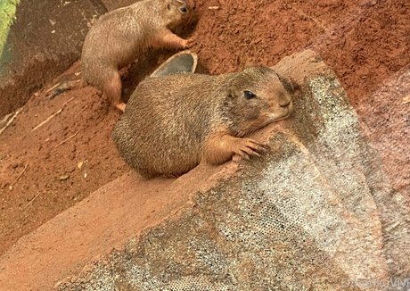 omankovivi model art picture