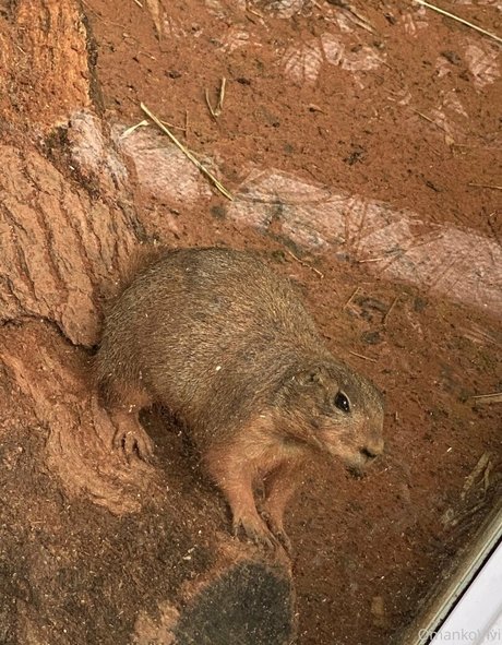 omankovivi naked actress photos