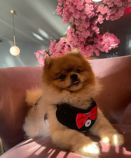 Maya Bulgarien erotic model image