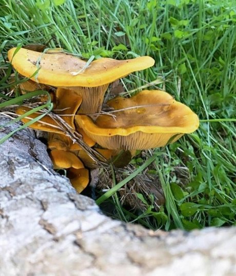 Amethyst Franklin star hot picture