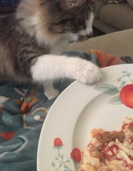 geminiscamp model xxx img