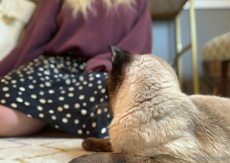 freebunbun high quality star galleries