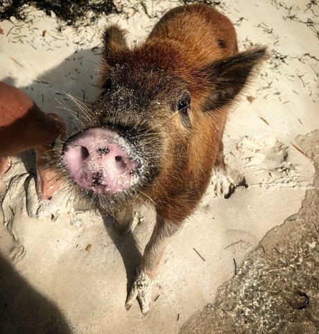 chubby couple onlyfans art porn archive