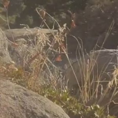 Peachypeaks porn model photo