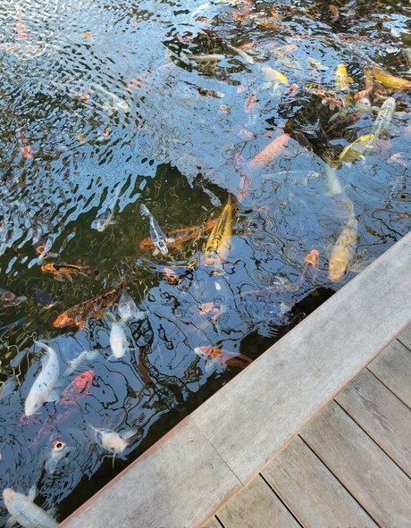 geekikitten model nice img