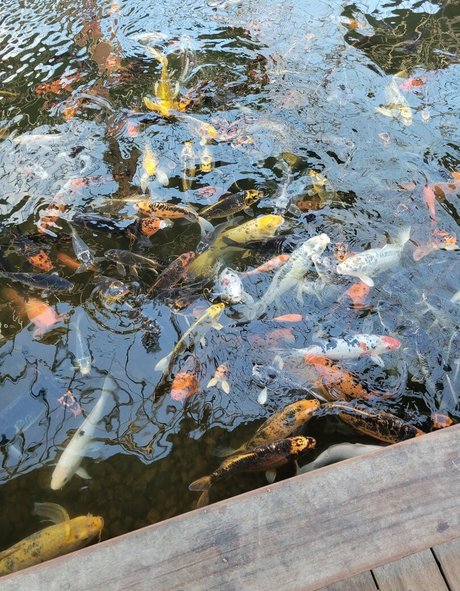 geekikitten nudes star archive