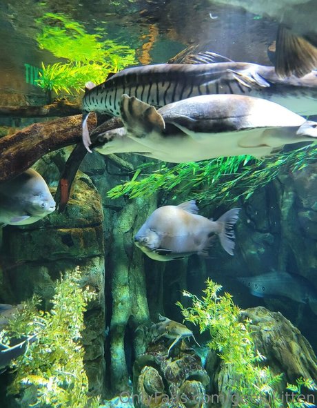 asmr spy onlyfans art porn pics