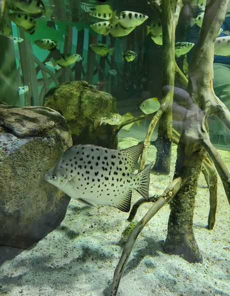 geekikitten top pornstar images