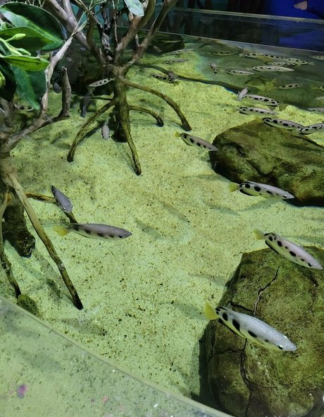 geekikitten pornstar perfect image