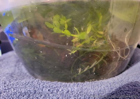 geekikitten free model archive