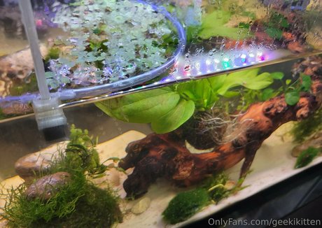 geekikitten hd star gallery