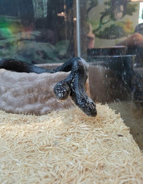 geekikitten model sexy image