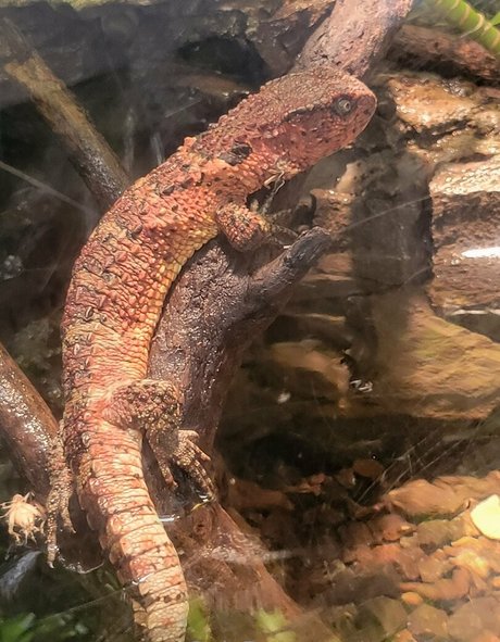 geekikitten perfect star img