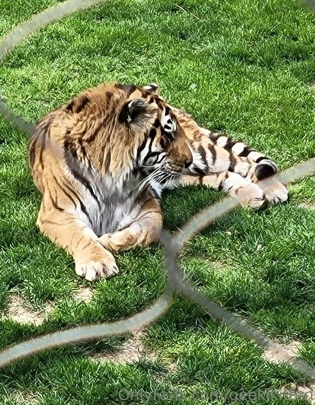 geekikitten pornstar nice archive