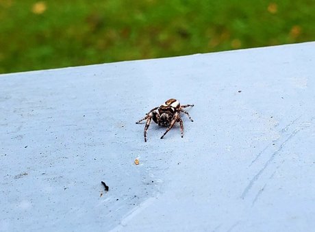 pandafluff1137 model hd pictures