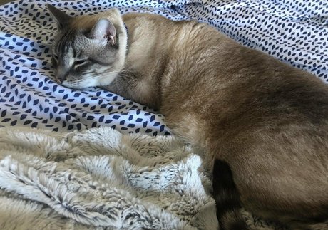 wolf6actual pornstar sex galleries