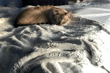 wolf6actual pornstar adult galleries