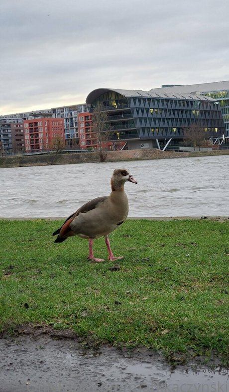 markkaczynski adult actress image