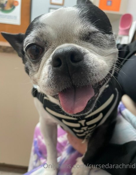 CursedArachnid nude pornstar pictures