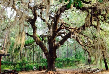 dream candy high quality model image