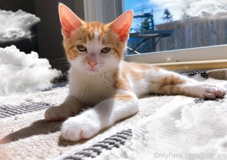 freecare star perfect pic