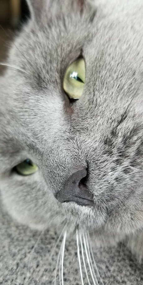 andromedanekoclub art pornstar images