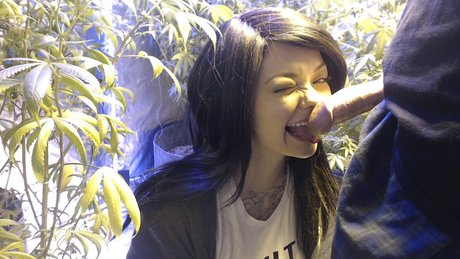 Soyacide model nice gallery