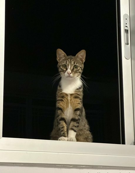 pixeljadearixela model adult img