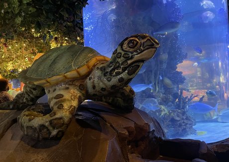 mistylovelace pornstar erotic images