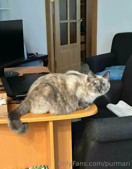 purmari pornstar nice galleries