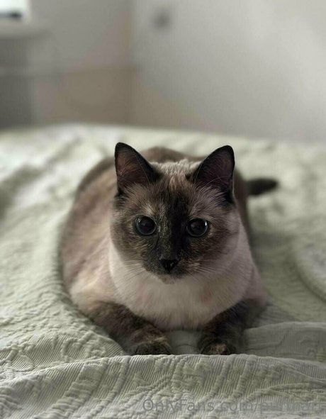 purmari best pornstar archive