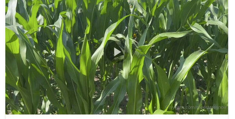 siswet19 star galleries