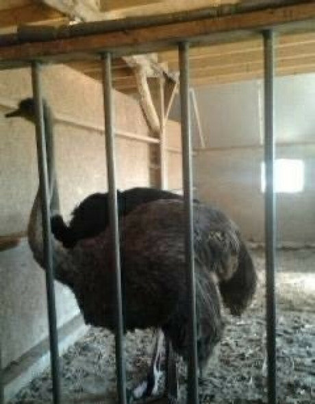 siswet19 model perfect pic