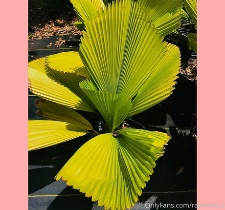 ravenhex3 model top photos