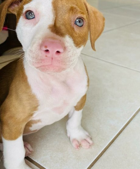 Bianca Novaes pornstar top image