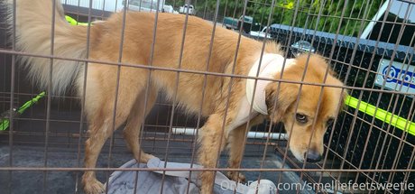 smelliefeetsweetie high quality actress photos