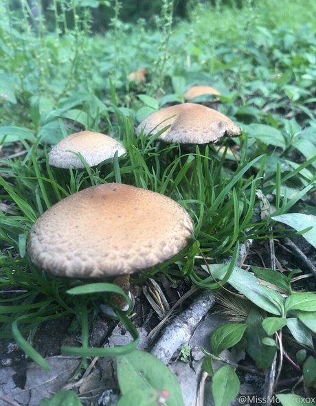 begformolly xxx model image