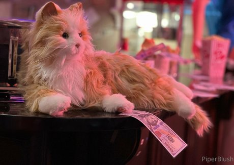 piperblushfree star pretty image