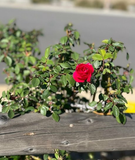 cupofjoewithmoe actress picture