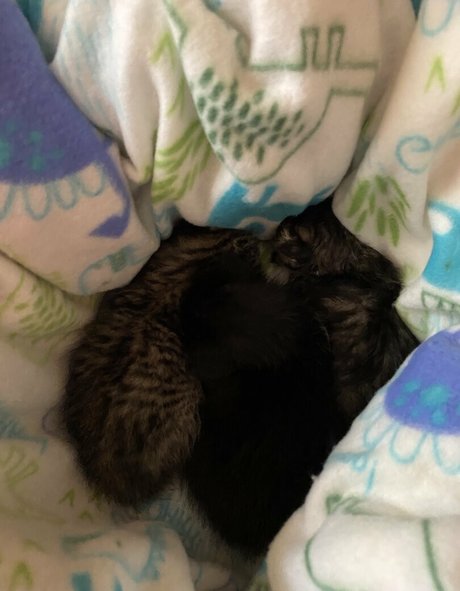 mollymaeve sex star photo