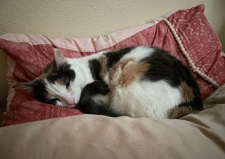 mollymaeve model exclusive gallery