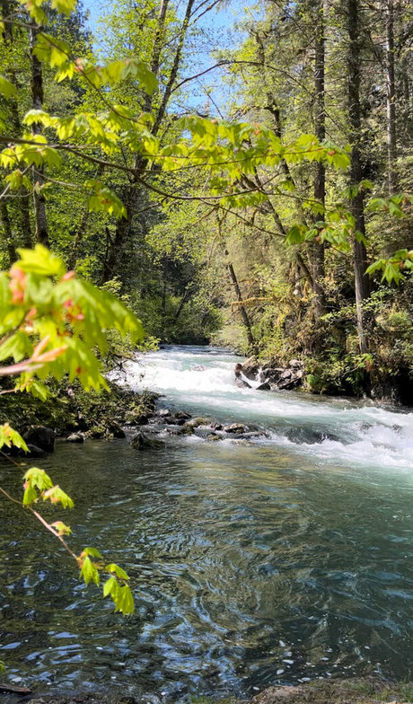 Aelarose star free image