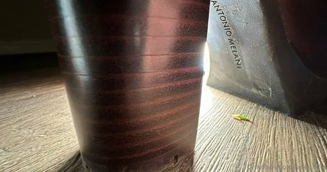 solecirilla star erotic images