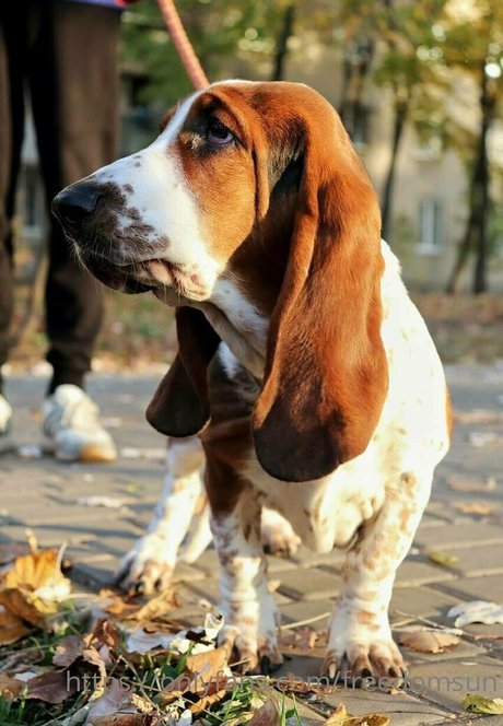 freedomsun pretty pornstar photos