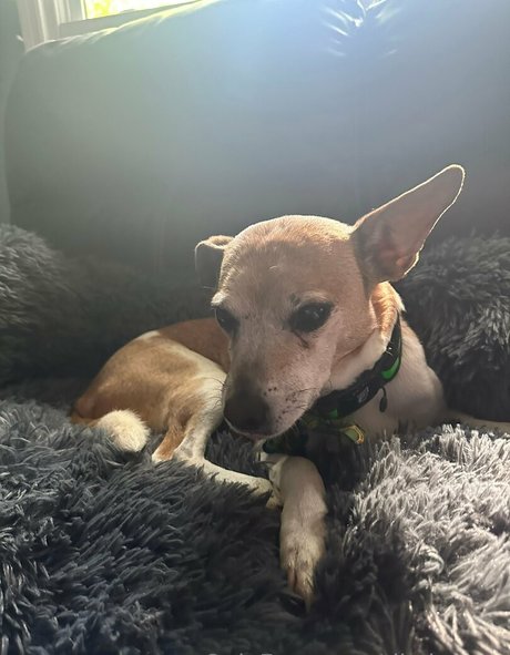 tikalovexo pornstar adult picture