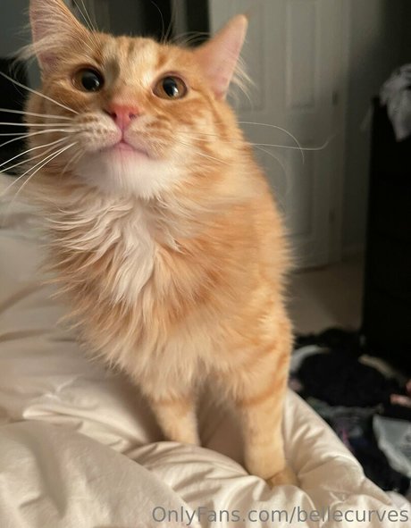 bellecurves model sexy img