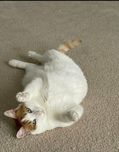 bellecurves perfect actress photo